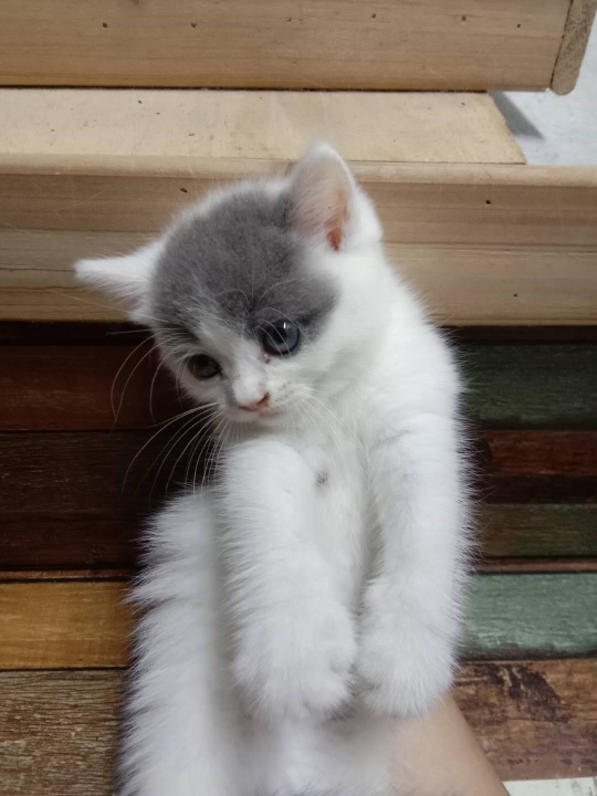 一个多月大的小猫咪,蓝白英短,三花英短,会吃猫粮,.